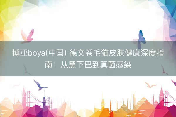 博亚boya(中国) 德文卷毛猫皮肤健康深度指南:从黑下巴到真菌感染
