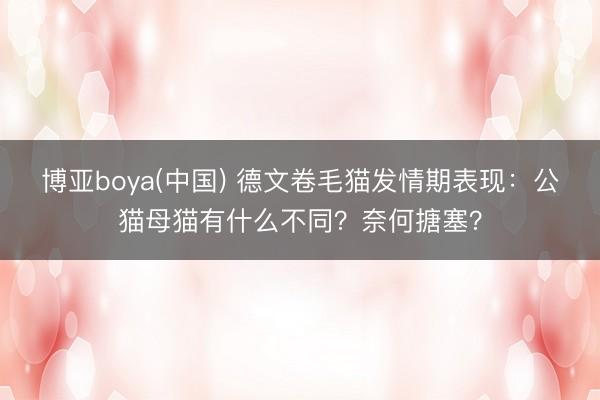 博亚boya(中国) 德文卷毛猫发情期表现：公猫母猫有什么不同？奈何搪塞？