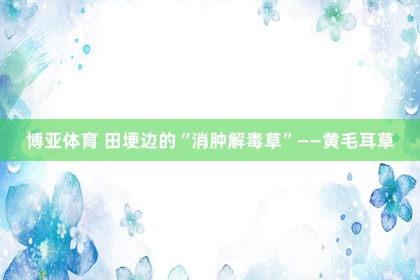 博亚体育 田埂边的“消肿解毒草”——黄毛耳草